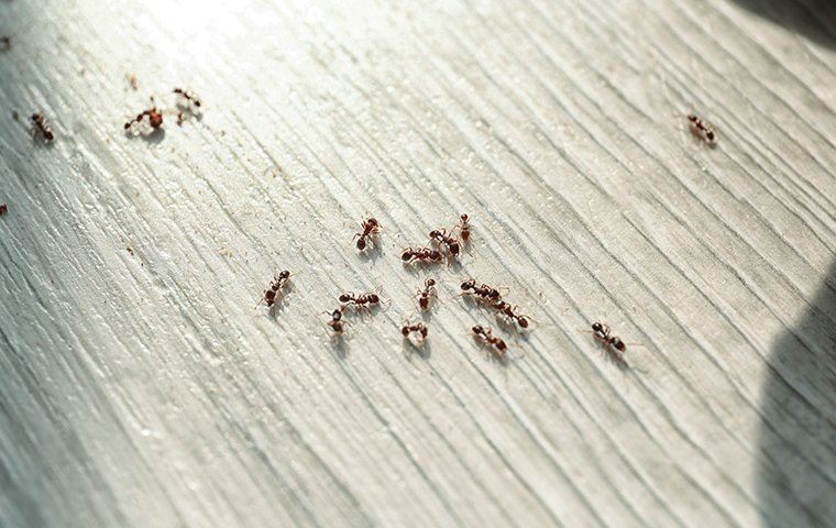 ants on a counter top